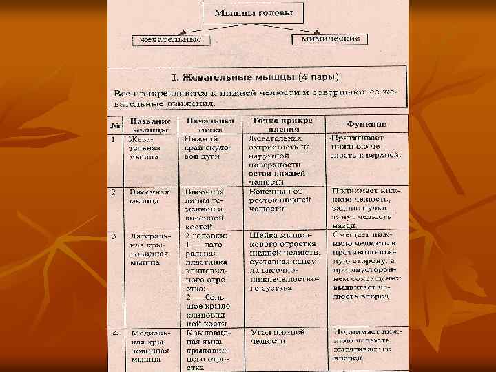 Каковы особенности прикрепления мимических мышц