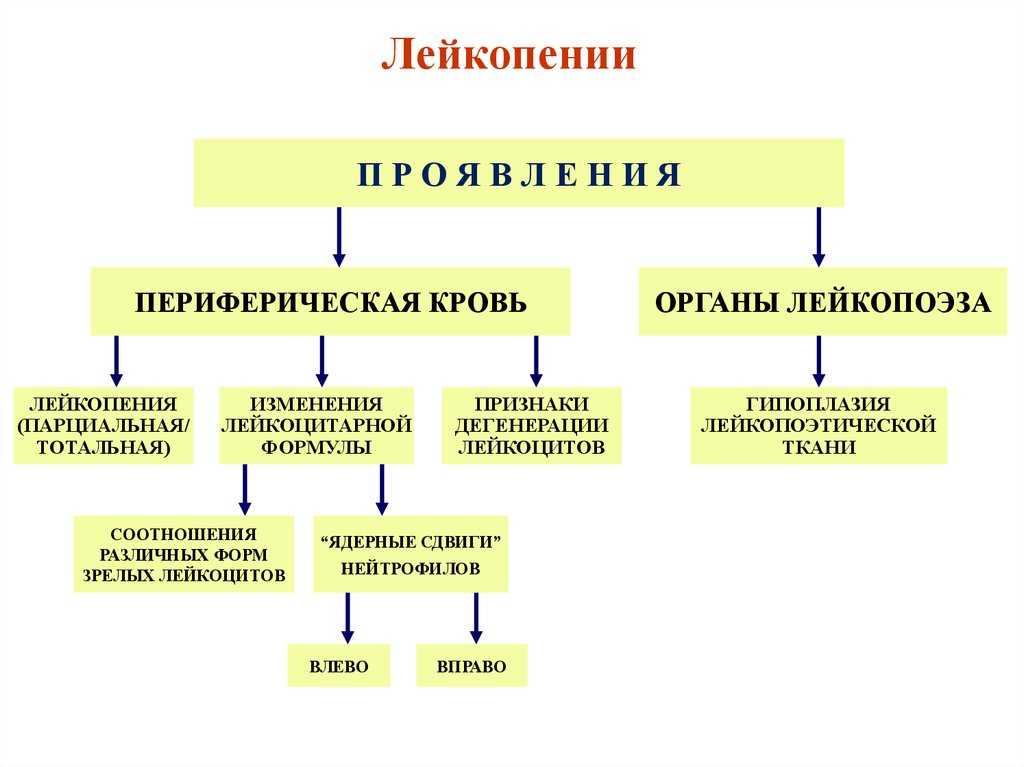 Лейкоцитоз — что это и нужно ли лечить | evolutis clinic | дзен