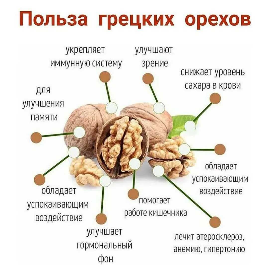 Грецкий орех: польза и вред для организма, сколько нужно съесть в день