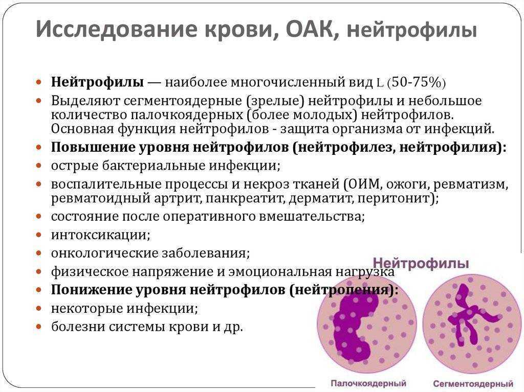 Лимфоциты в крови