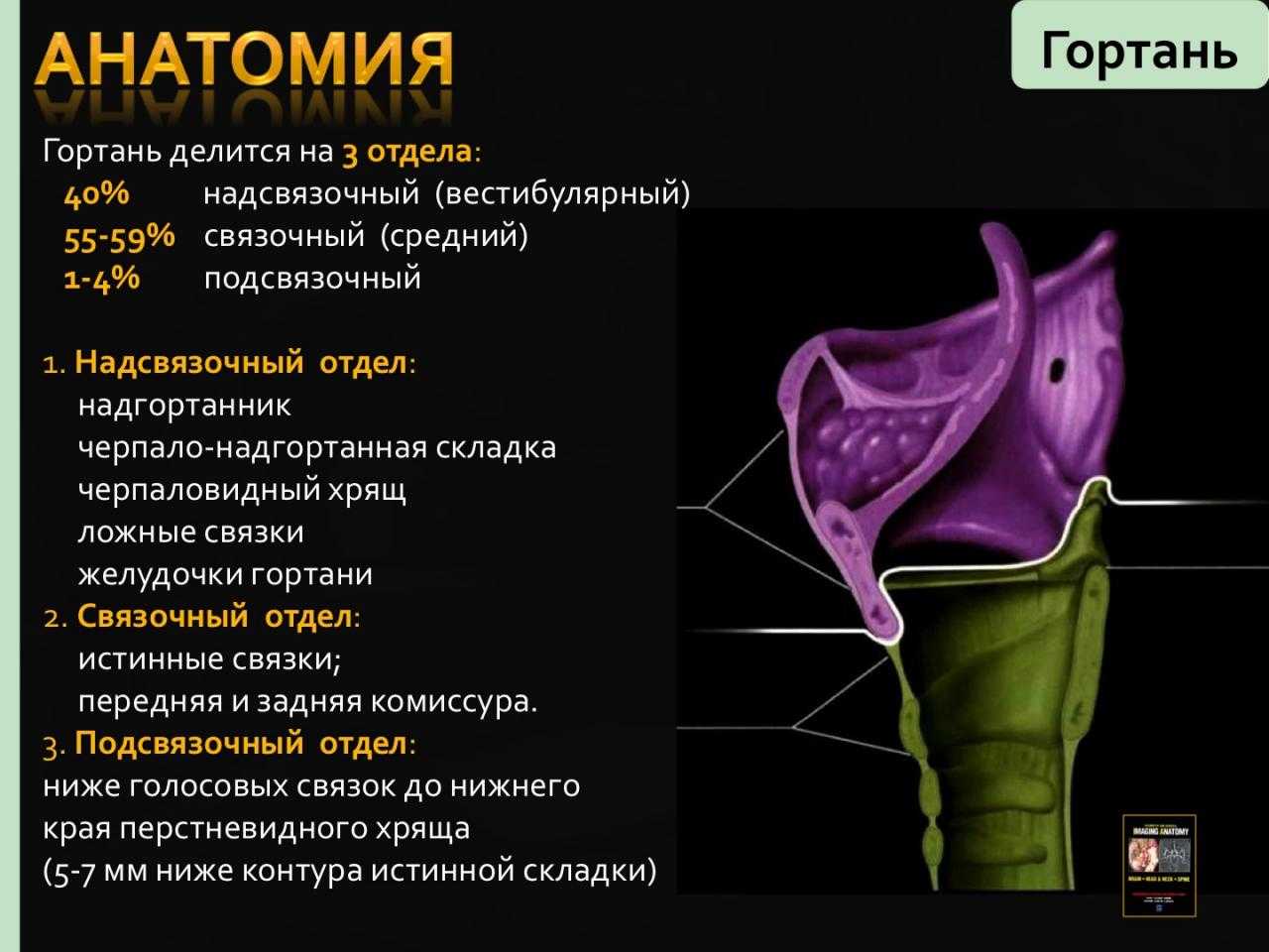 Рак горла: признаки, симптомы, как узнать, что у тебя рак? – эл клиника