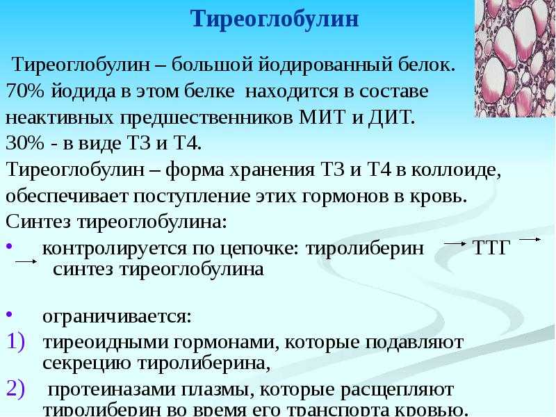 Тиреотропный гормон (ттг) в крови: норма, причины отклонений, что значит