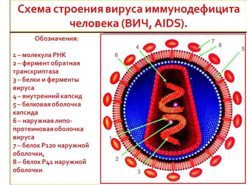 Если у вас обнаружен вич - что делать?