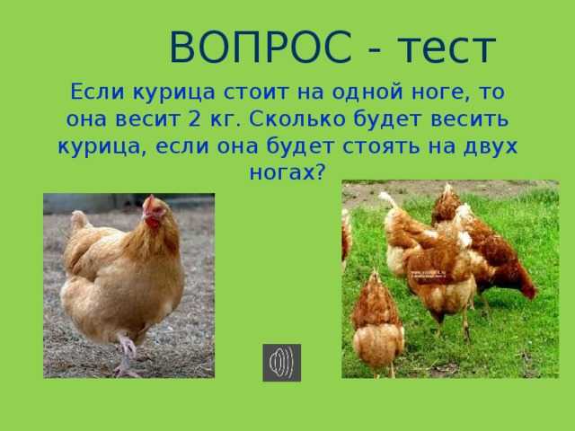 Категории яиц по госту: сколько весит 1 яйцо куриное без скорлупы, масса сырого и вареного, классификация и виды (скачать госты)