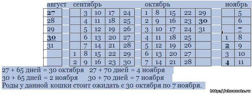 Беременности кошки