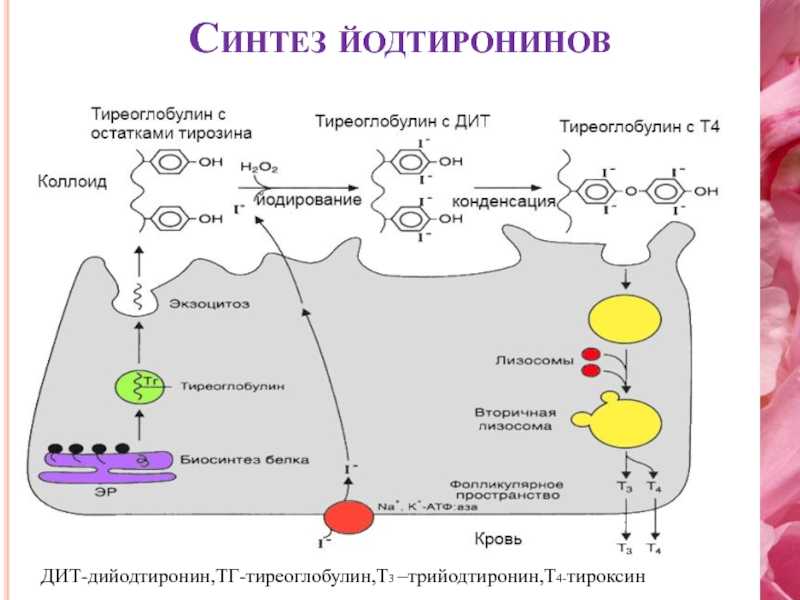 Уровень синтеза. Тиреоглобулин щитовидной железы синтезируется. Синтез тиреоглобулина из тирозина. Тиреоглобулин биохимия. Синтез тироксина.