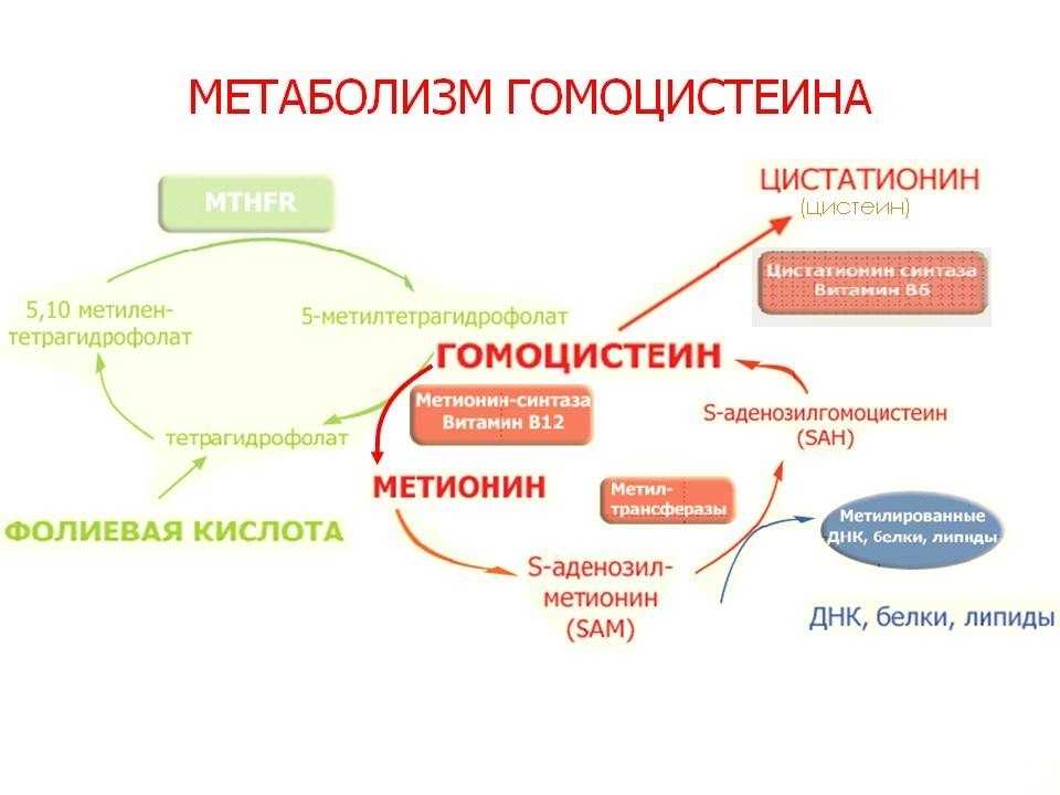 Предрасположенность к повышенному уровню гомоцистеина: исследования в лаборатории kdlmed