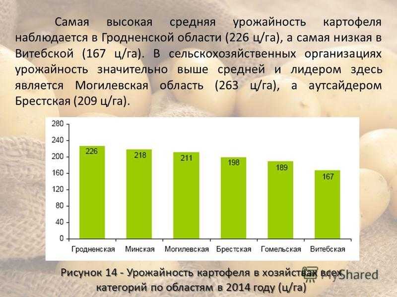 Определить урожайность картофеля. Урожайность картошки с 1 гектара. Средняя урожайность картофеля с гектара. Урожайность картофеля с 1 га в России. Средняя урожайность картофеля с 1 га в России по регионам.