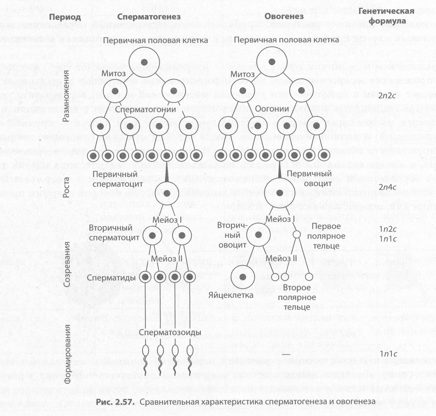 Сперматогенез и оогенез схема