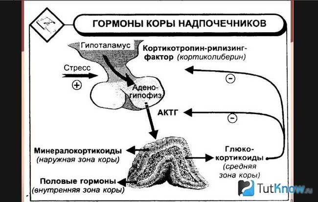 Гормоны надпочечников и их функции - юнлидент