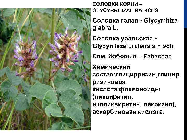 Лакричные конфеты: что это, состав, польза и вред, вкус лакрицы