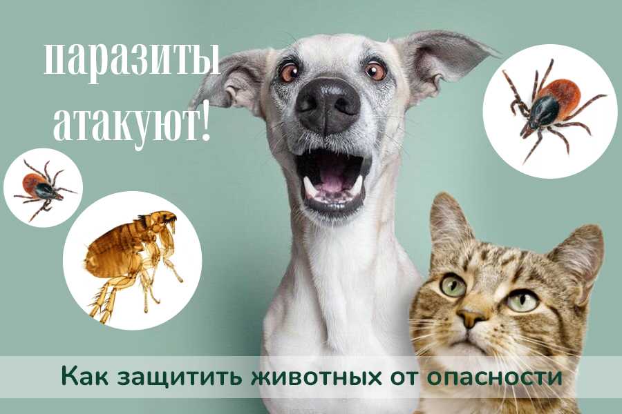 Как защитить собаку от клещей: основные способы защиты любимого питомца от укусов паразитов