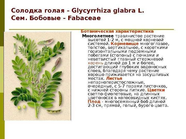 Лакричные конфеты польза или вред