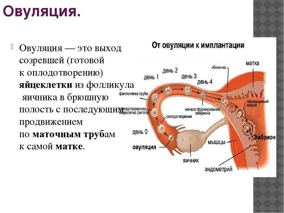 Фолликулярная киста яичника: причины, диагностика, тактика лечения | университетская клиника