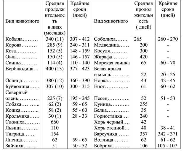 Угроза токсоплазмоза при беременности — нужно ли избавляться от кошки? | аборт в спб