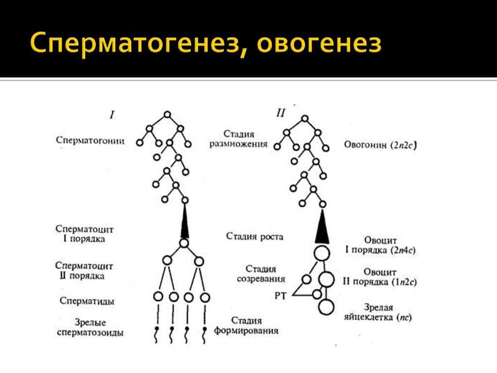 Увеличение губ: что нужно знать о процедуре