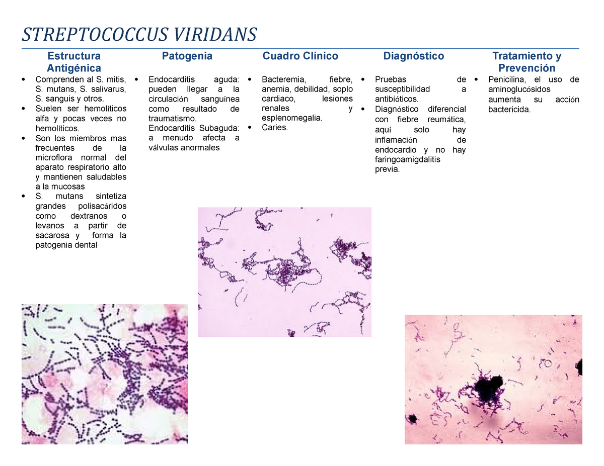 Streptococcus viridans что это. Streptococcus Viridans нормальный показатель. Streptococcus Viridans норма в зеве у взрослого 10. Streptococcus гр Viridans 10 4 норма. Viridans Streptococcus Group антибиотики.