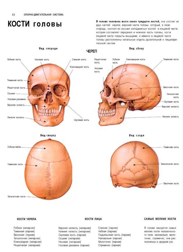 Кости головы человека фото с описанием