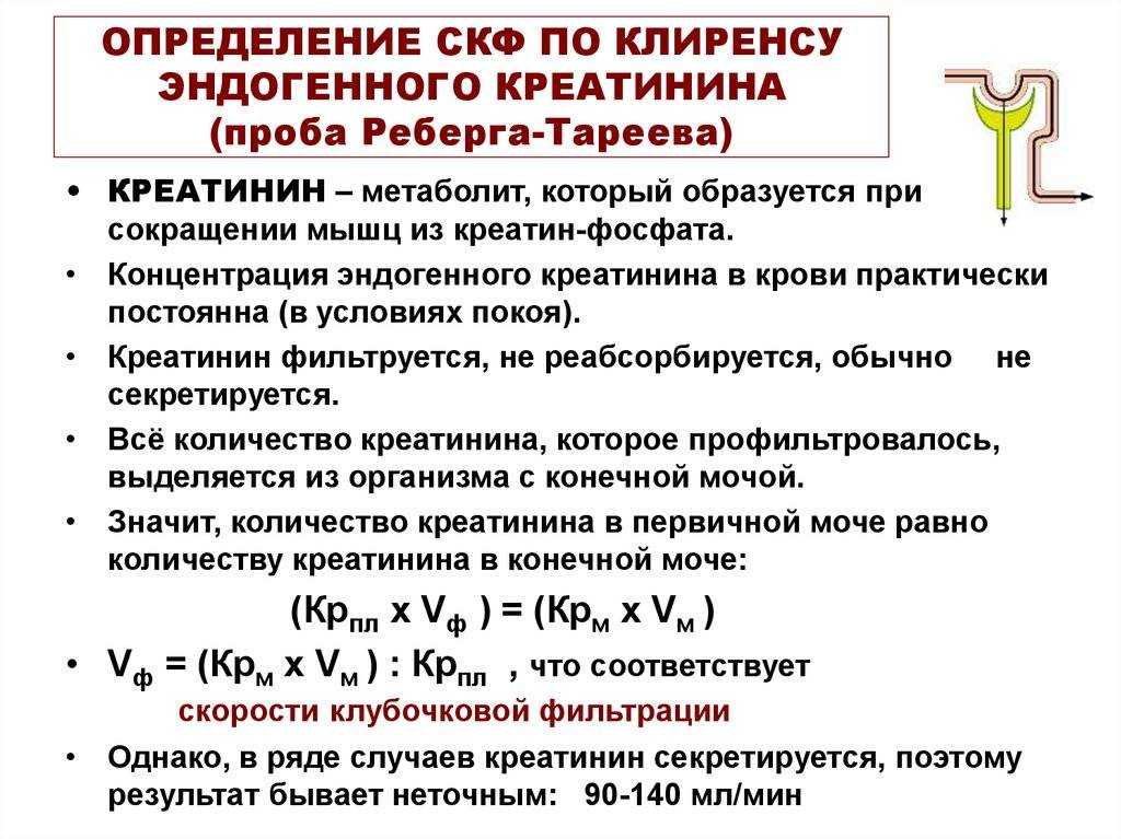 Как оценить работу почек? что такое скф? – ооо медицинский центр «жизнь»