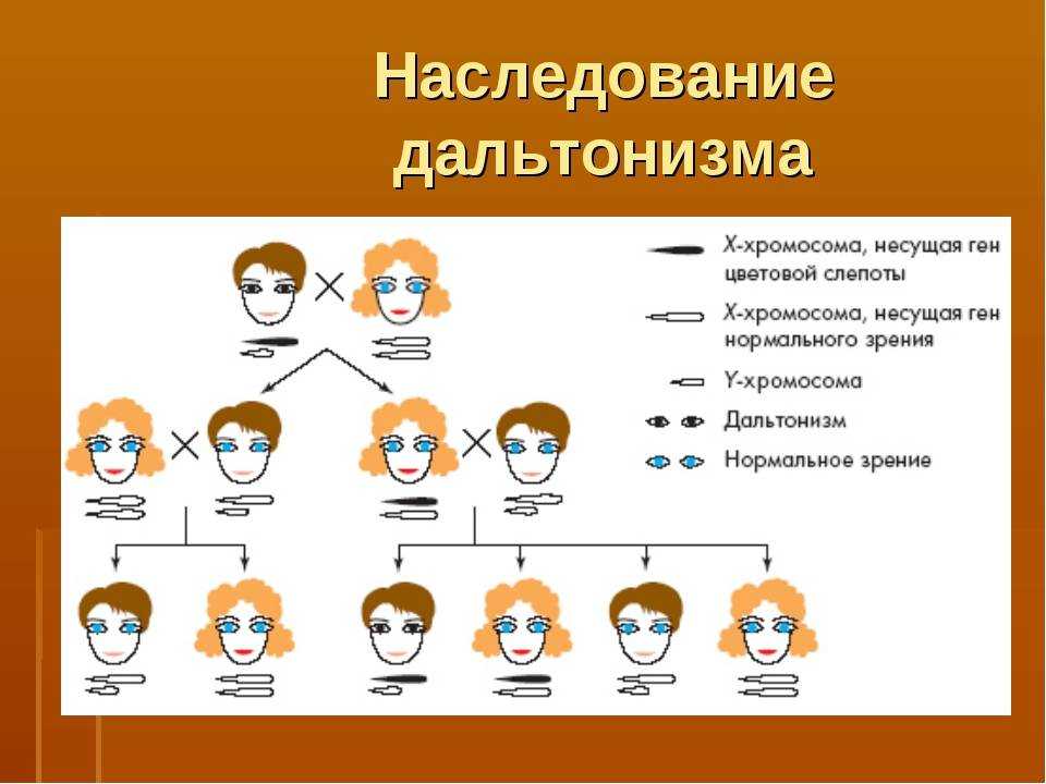 Передается ли дальтонизм по наследству и как?