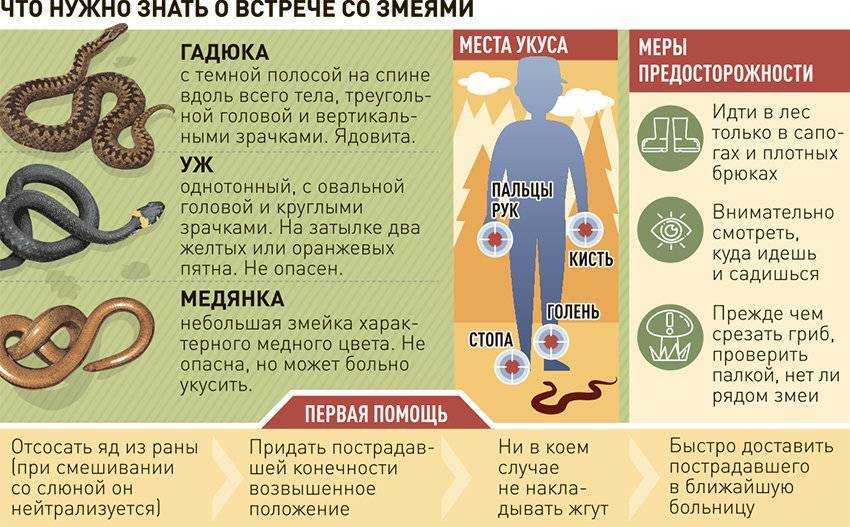 Первая помощь при укусе змеи: алгоритм оказания | food and health
