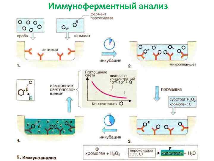 Иммуноферментный анализ