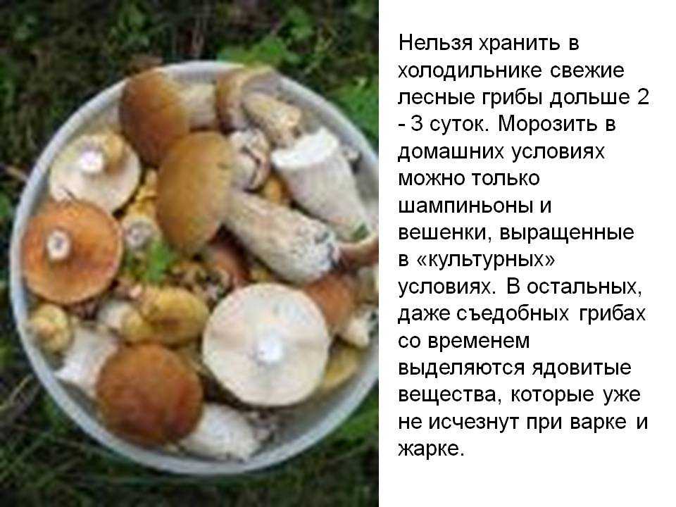 Как хранить лесные грибы, где лучше хранить грибы