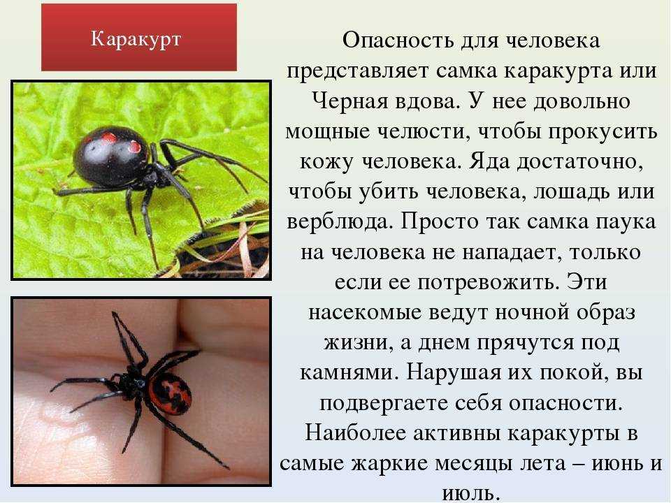 Укус паука: последствия и что делать при паучьем укусе