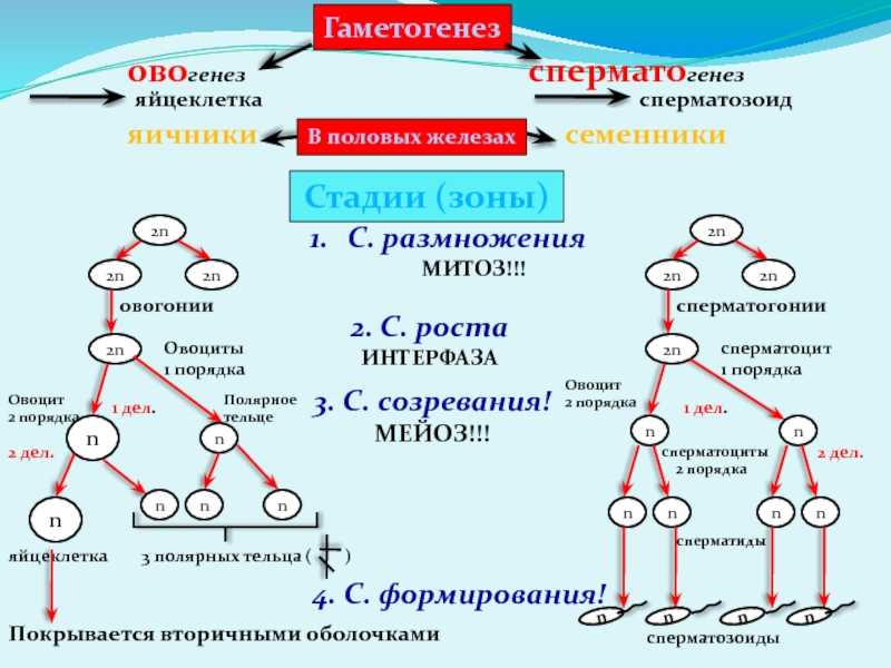 Точка g — где находится и для чего нужна женскому организму
