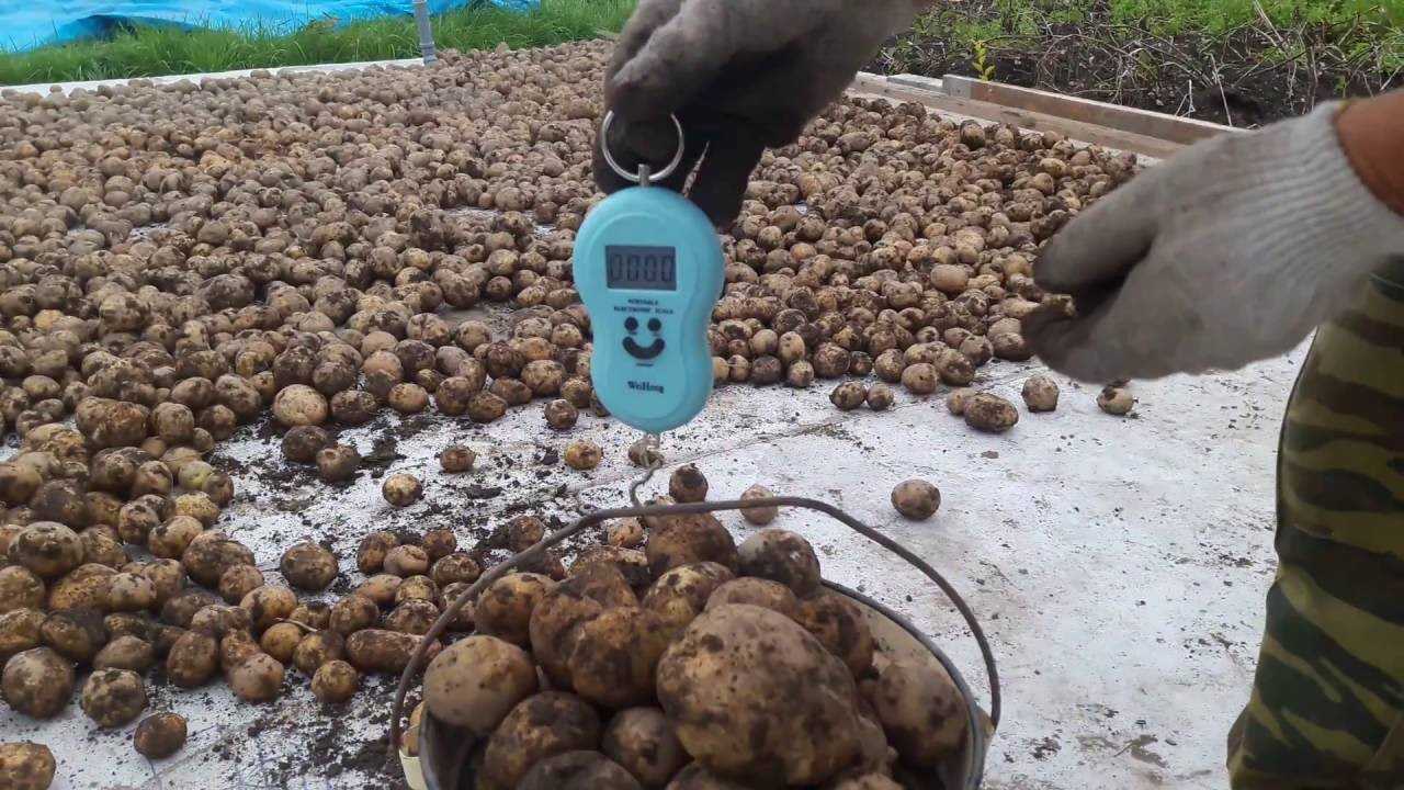 100 грамм картошки это сколько штук