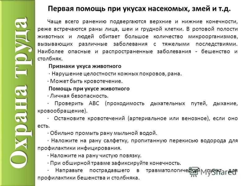 Укусы насекомых: как оказать первую помощь и когда обращаться к врачу