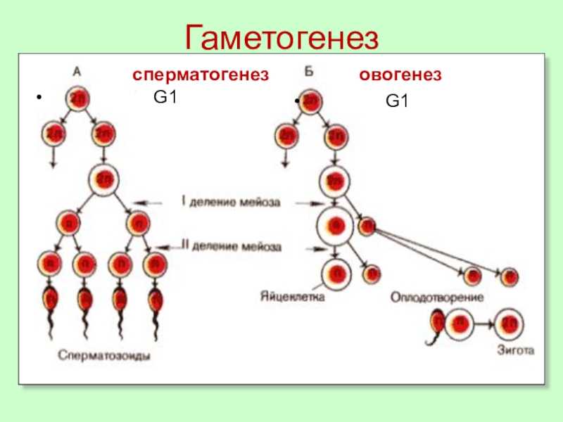 Что делать, если пролактин повышен?