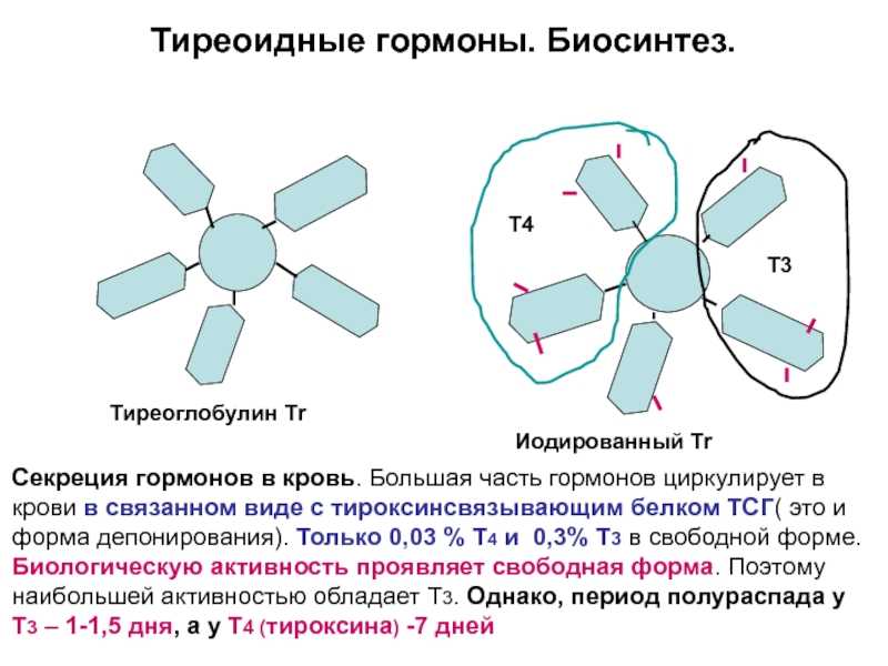 Тиреоглобулин это