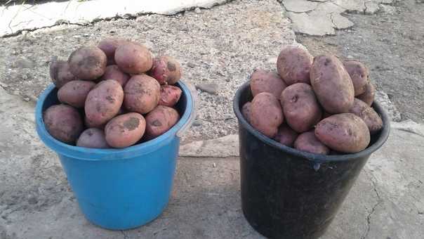 10 килограмм картошки. Килограмм картошки и космос. Сколько штук картошки в 1 килограмме. Фото красного картофеля в ведре. 400 Грамм картофеля.