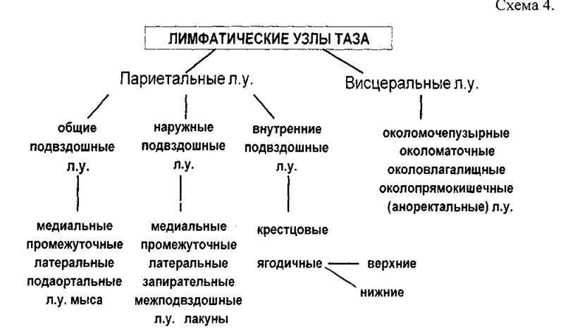 Лимфоузлы в паху: причины воспаления, лечение и симптомы лимфаденита