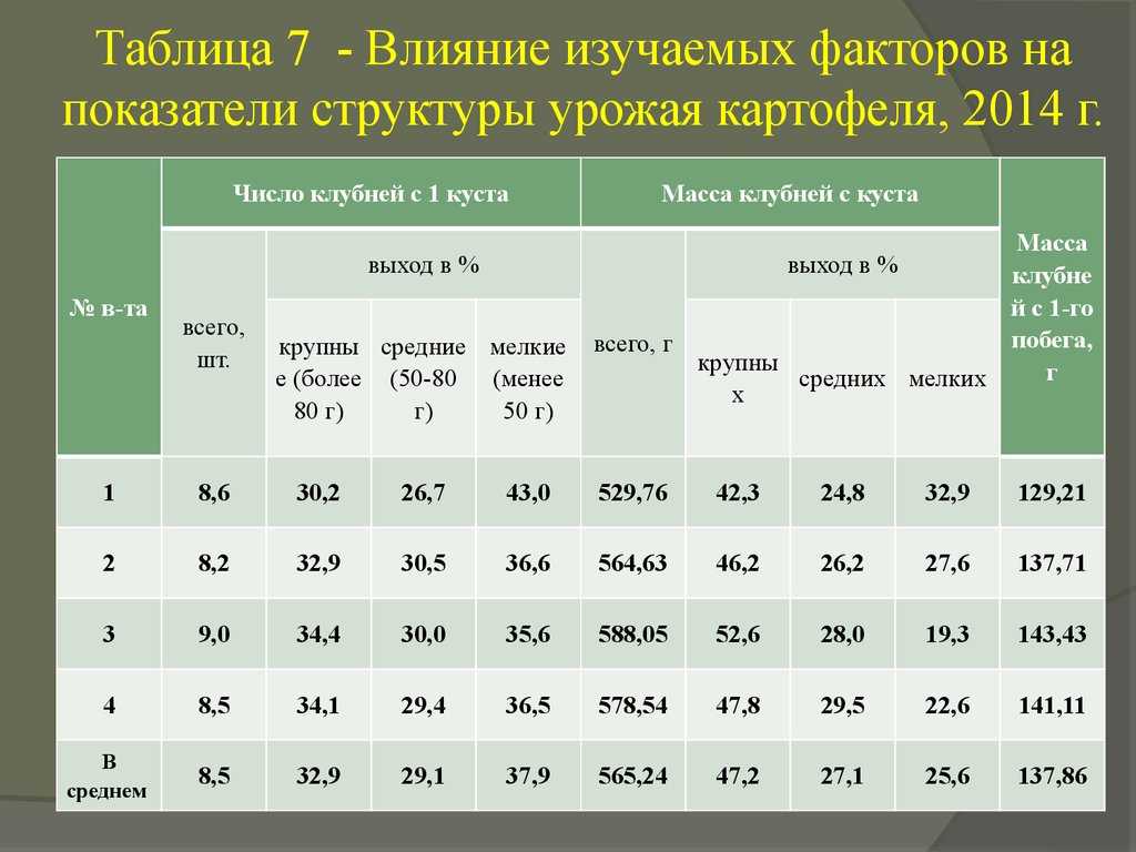 Сколько грамм в 1 картошке — сколько весит одна картофелина?