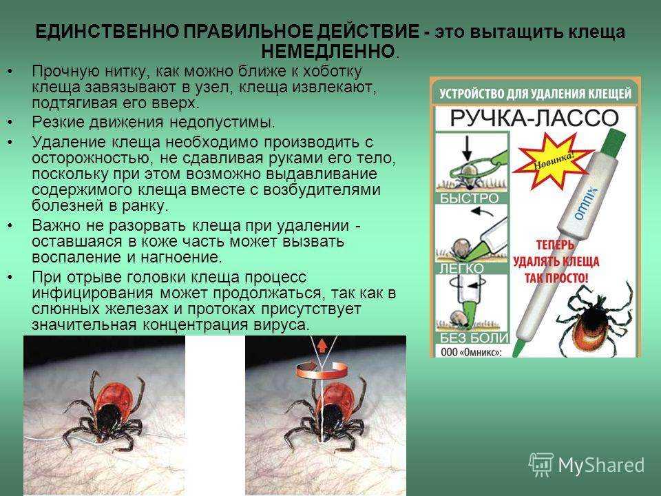 Как вытащить клеща: инструкция удаления из подручных средств