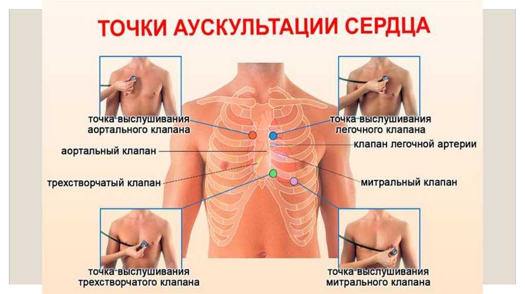 Точки аускультации легких схема