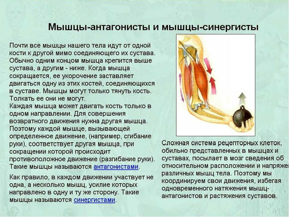 Патология мягких тканей области плечевого и тазобедренного суставов — диагностика и лечение | #01/12 | «лечащий врач» – профессиональное медицинское издание для врачей. научные статьи.