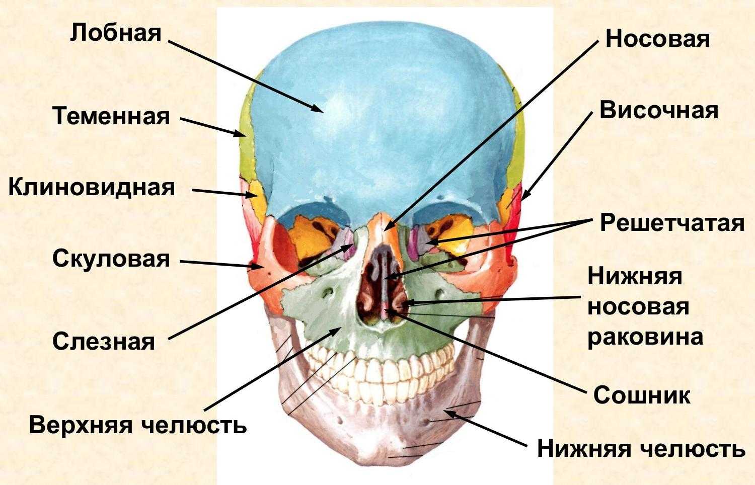 Схема строения черепа