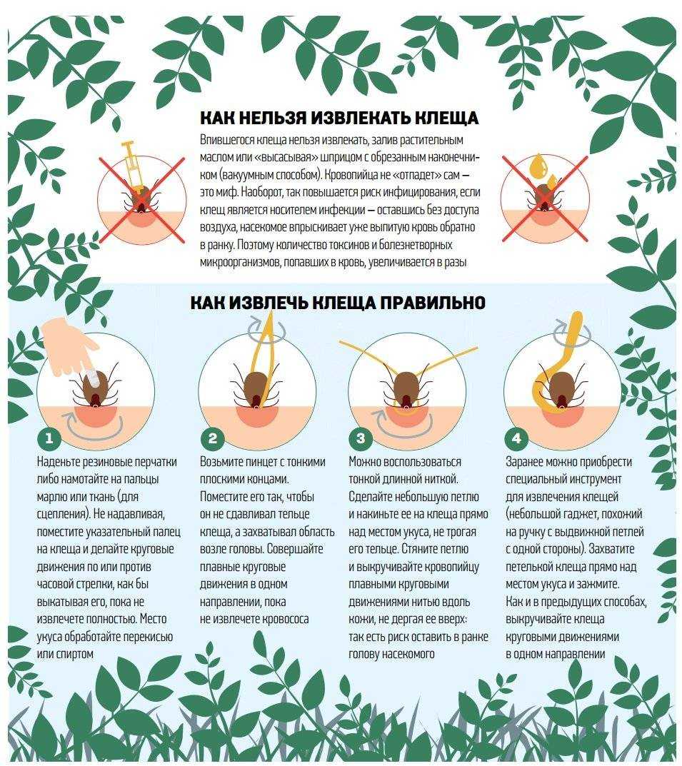 3 способа, как вытащить клеща дома у человека: выкручиванием, с помощью нитки, шприцом