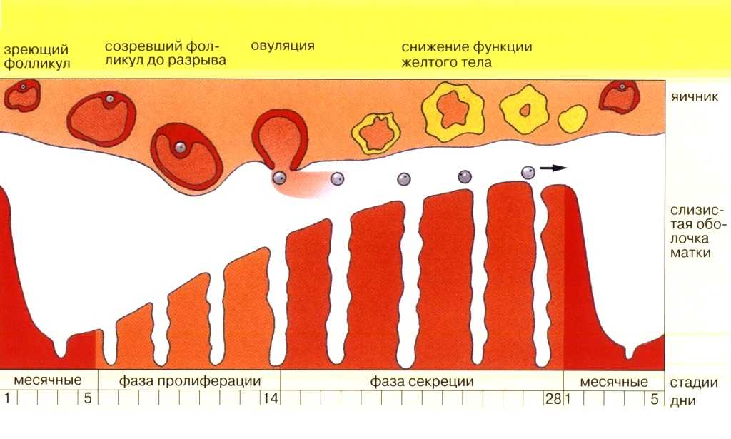 Можно ли сдавать анализы девушкам во время менструации менструальные факторы, влияющие на анализы ⋆ гмц