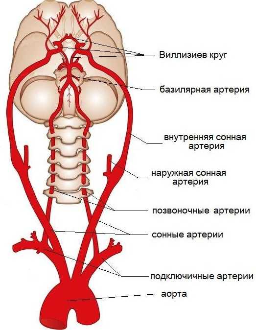 Интерактивное пособие «микрохирургическая реваскуляризация каротидного бассейна»