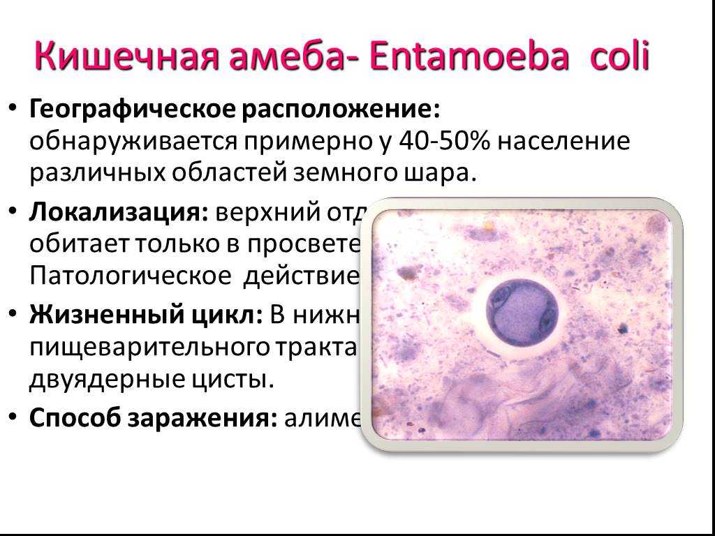 Заболевания вызванные амебами. Кишечная амеба (Entamoeba coli). Жизненный цикл кишечной амебы Entamoeba coli. Entamoeba coli заболевание. Строение цисты кишечной амебы.