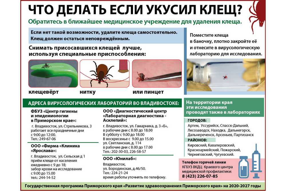 Что делать, если укусил клещ, какие анализы сдавать – эл клиника