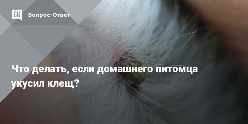 Укусил клещ: что делать? – напоправку