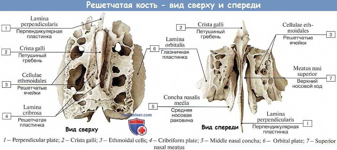 Решетчатая кость черепа человека: анатомия и строение, фото