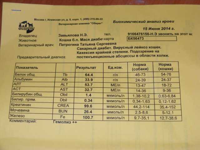 Печеночные пробы: как берут анализ у взрослых, что входит в единицу крови, нормы