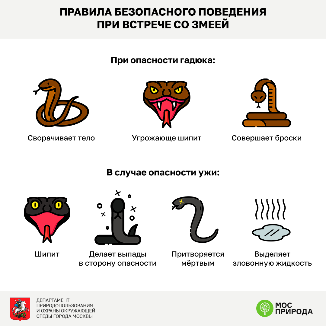 Укус змеи - симптомы болезни, профилактика и лечение укуса змеи, причины заболевания и его диагностика на eurolab