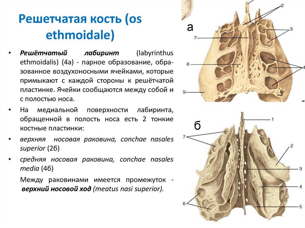 Решетчатая кость